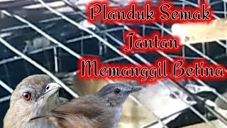 Download lagu Pelanduk Semak Jantan Memanggil Betina | Suara Tajam (MASTERAN) mp3
