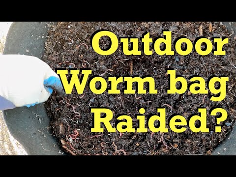 Outdoor worm bag had a visitor? - vermicomposting