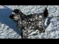 Merlin Playing In The Snow