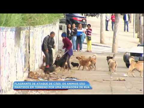 Cães de moradora de rua atacam moradores da região de São Mateus (SP)
