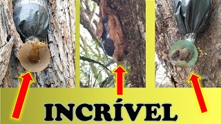 Fui recolher minhas capturas de abelhas iscas pet a noite (DICAS IMPORTANTES)