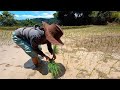 PLANTING RICE IN THE UPLAND OF SAN GABRIEL, LA UNION (UPLAND RICE FARMING)