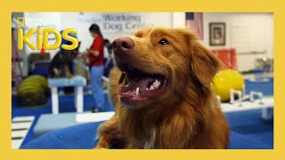 Learn About the Evolution of Dogs 🐶 | Weird But True! | S1 E4 | Full Episode | @natgeokids​ gameplay video by saegertam, 22:12 duration