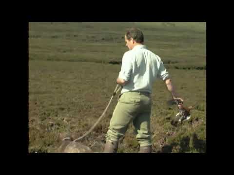 Walked up grouse shooting, Scotsport UK