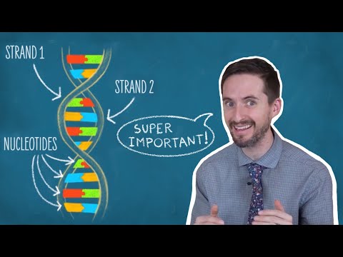 Clint Explains DNA Base Pairing Rules
