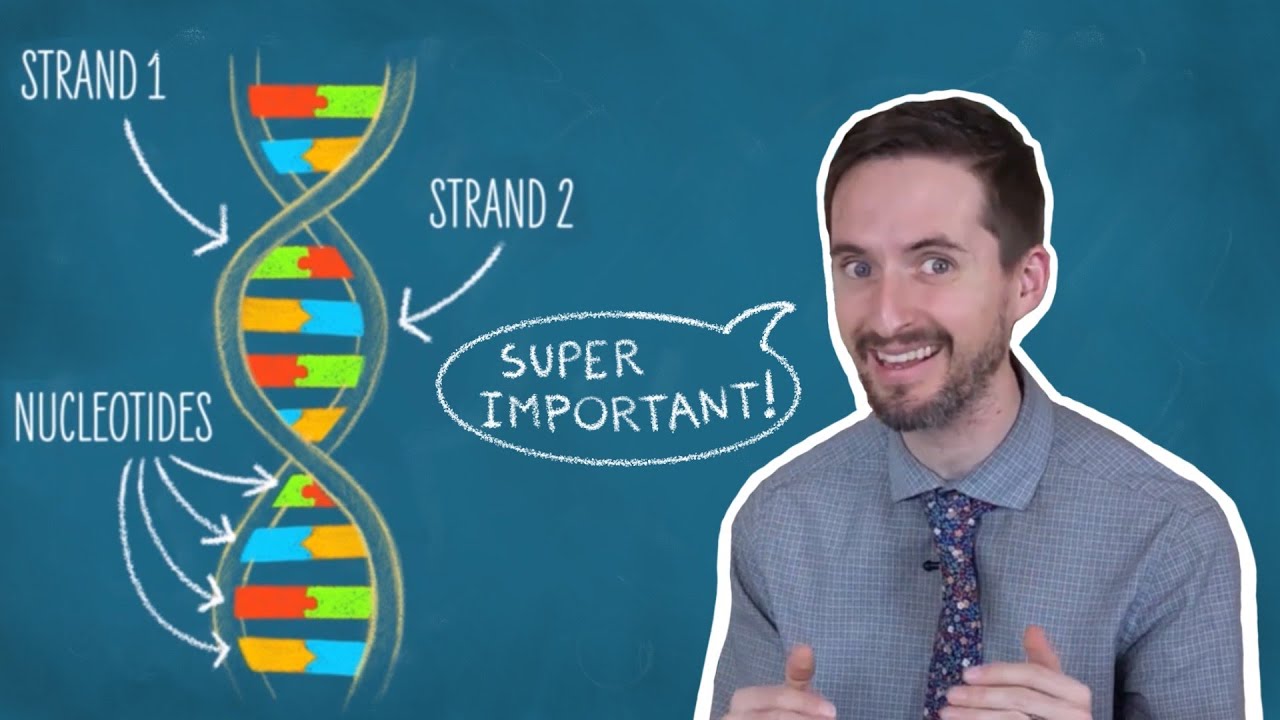 Clint Explains DNA Base Pairing Rules