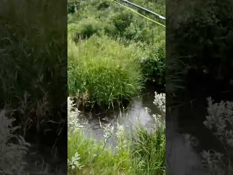 How trout fishing really goes