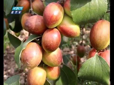 চুয়াডাঙ্গায় কাশ্মীরি কুলের আবাদ