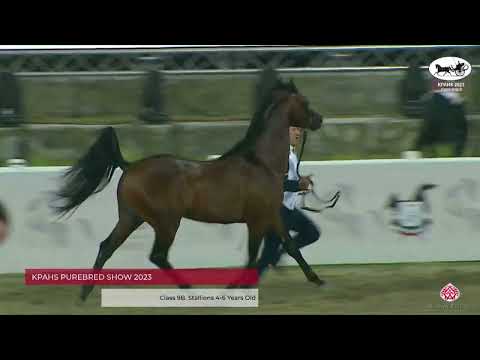 N.256 COPPERFIELD ORA - KPAHS Purebred Show 2023 - Stallions 4-6 Years Old (Class 9B)
