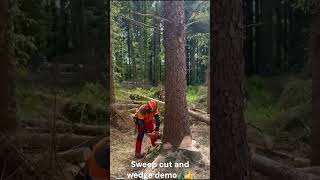 Sweep cut demo for my students, a decent sized tree, always encourage them to contribute in any demo