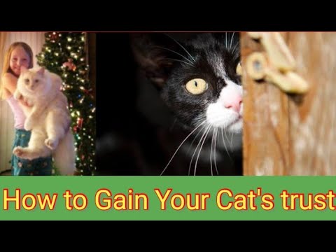 How to Gain Your cat's trust(Five tips for Gaining your Cats trust)