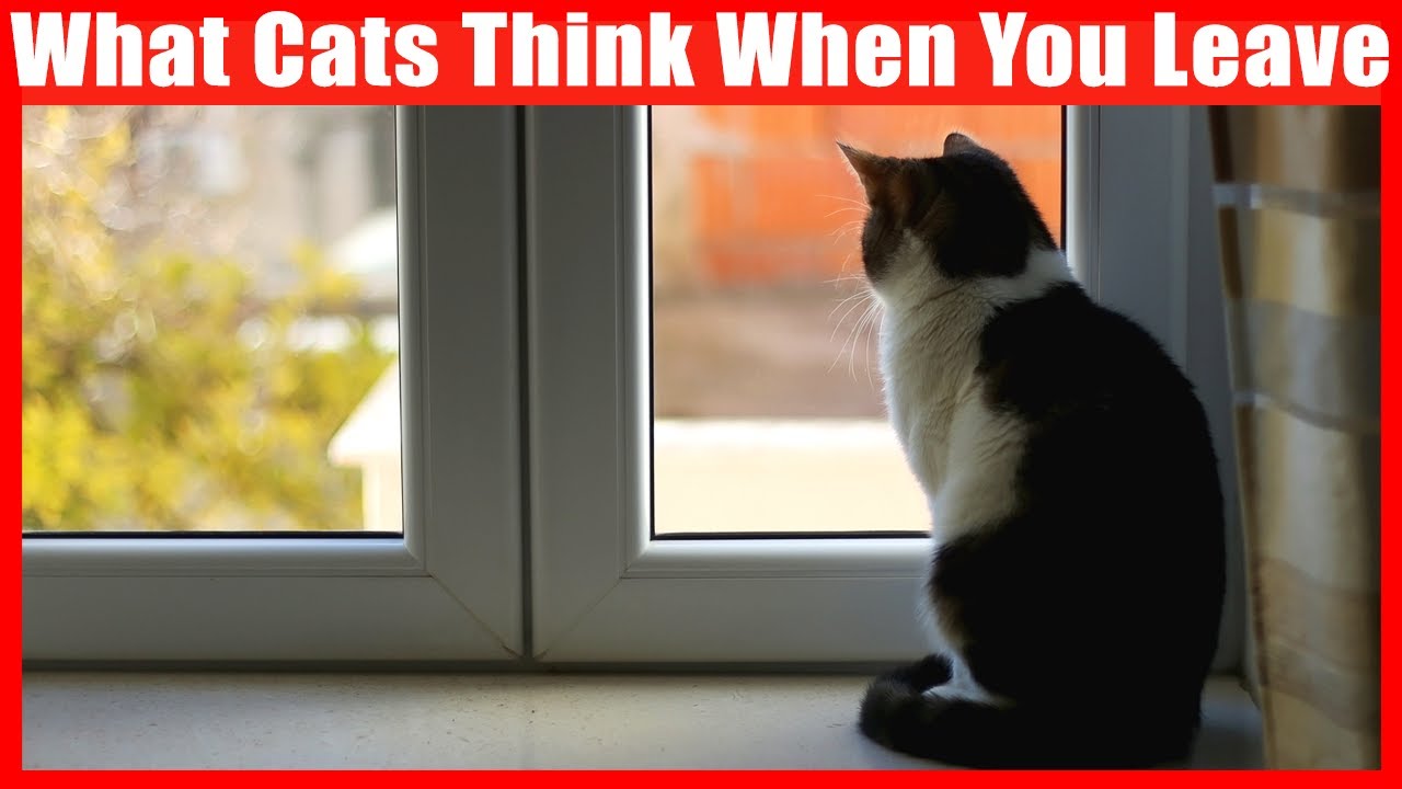 Do cats know when you’re leaving? Wiki REF