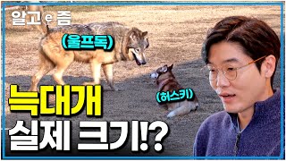 "늑대가 나타났다" 등장만으로 포스가 넘쳐 흐르는 늑대개 울프독의 압도적인 크기에 작아져버린 허스키 ｜세상에 나쁜 개는 없다｜알고e즘