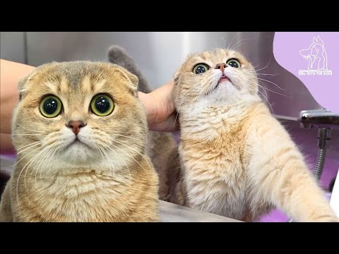 The Tiniest Cat I've Ever Seen | Most Adorable Kitty 🥹