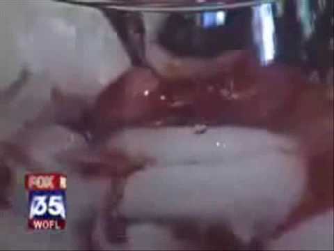 Breaking News - Acai Berry Superfood in Deep Forest Amazon