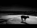 Harley Davidson Black Sheep