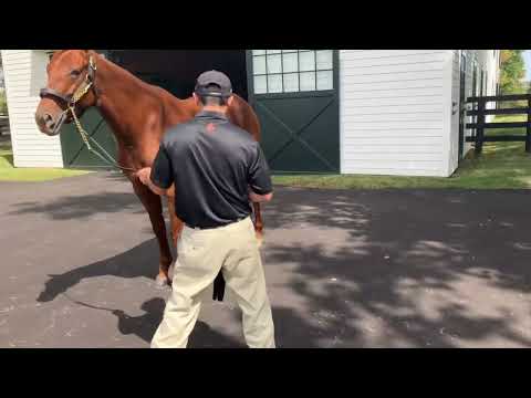 Meet @spendthriftfarm8135Freshman Sire Taiba #horseracing #horseracingsyndicate #horsebreedingstable