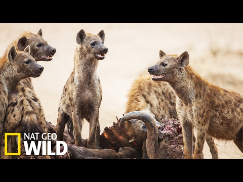 Lionesses vs. Hyenas - Animal Fight Club