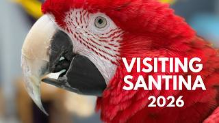 Santina Green Winged Macaw - 2026 Visiting Lori and Santina