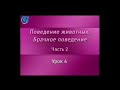 Брачное поведение животных. Урок 2.4. Любовные игры животных 