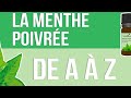 [HUILES ESSENTIELLES] À la découverte de la Menthe Poivrée