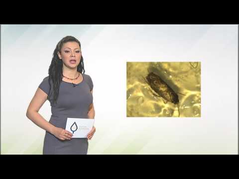 Zelena prognoza 25.4.2017. - O letu i razvoju breskvinog smotavca