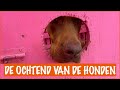 De werkzaamheden als vrijwilliger! | DierenpraatTV