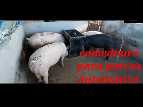 , title : 'Comedouro, cocho para porcos automático'