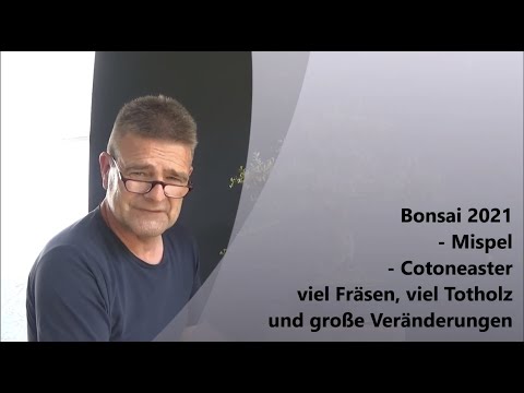 Bonsai 2021-27 - Mispel - Cotoneaster - viel Fräsen, viel Totholz und große Veränderungen