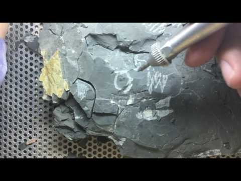 Fossil Preparation of Trilobites!