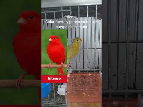 DÍA 1 de la serie de plumajes de los canarios