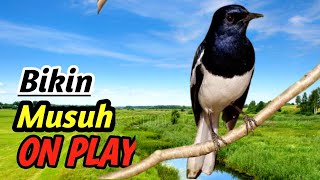 Download lagu Kacer Champion Masteran – Terapi Suara Sungai Hutan Sejati | Pelatihan Burung & Relaksasi Alam mp3 Download lagu Kacer Champion Masteran – Terapi Suara Sungai Hutan Sejati | Pelatihan Burung & Relaksasi Alam mp3