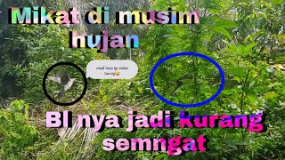 Download lagu Mikat Tekukur Ranting/Mikat Di Musim Hujan Bikin Jiwa Kita Adem😅//Mikat Dekuku,Spotted Dove,Tekukur mp3