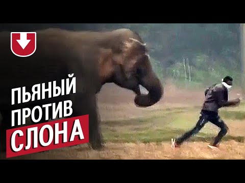 слоны в африке. саванный слон против медведя. тамаев против слона. тамаев против слона. слон и бегемот.