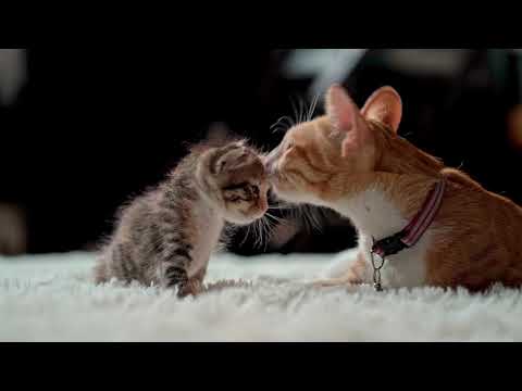 cute cat's love