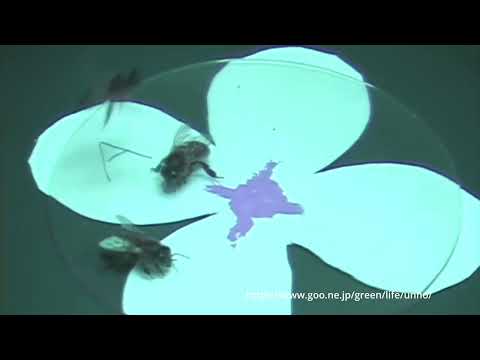 紫外線を感知するミツバチの超能力