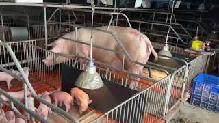 Take care of piglets in the farm 🐷🐷🐷#pigfarming #piggy in Cambodia 🇰🇭