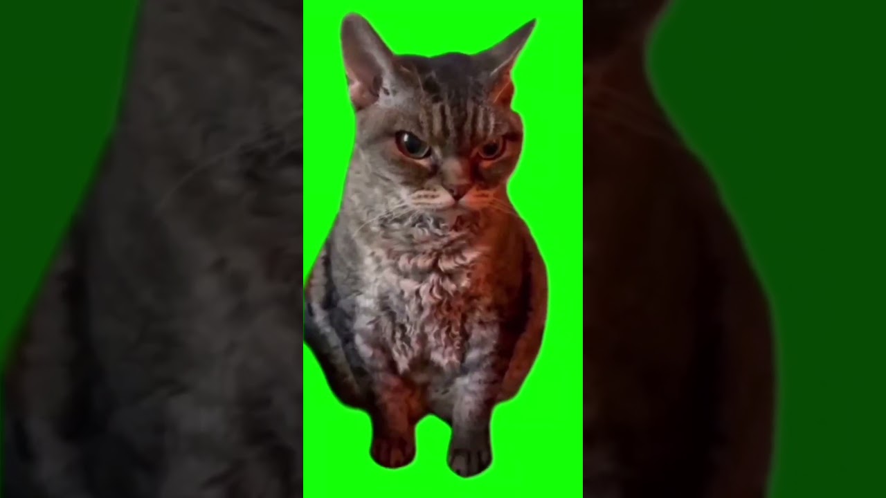Angry Grumpy Cat Meme #shorts  #catmeme #greenscreen