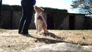 Clicker training puppy AUSTRALIAN SHEPHERD