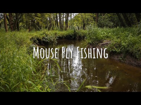 TOPWATER MOUSE Fly Fishing | Small Creek Fly Fishing for Brown Trout