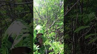 Download lagu Penyamaran Memanggil Burung Sirtu Di Semak Semak #mikatburung #birds #shorts mp3