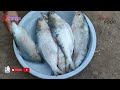 Palva Modar પાલવા મોદાર Fish Cutting Cooking Easy And Simple Fish Fry Recipe Foo