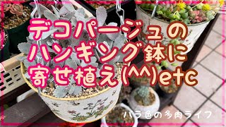 【多肉植物】【ガーデニング】デコパージュのハンギング鉢に寄せ植えetc