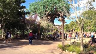 Tree of Life expanded roots