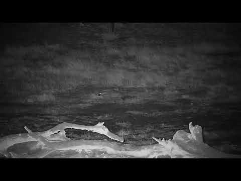 Djuma: Lone Hyena passes through - 03:49 - 10/02/19