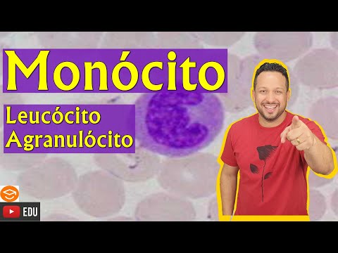 Monocyte - Leukocyte Agranulocyte - Types of Leukocytes - Blood - Blood Tissue