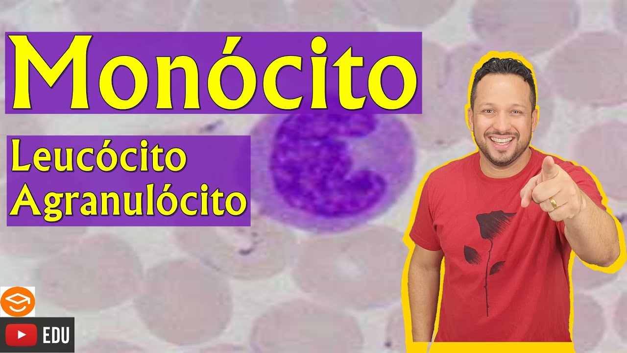 Monócito - Leucócito Agranulócito - Tipos de Leucócitos - Sangue - Tecido Sanguíneo