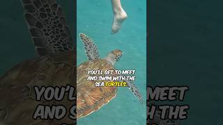 Cruise Excursion Shorts - Sea Turtles in Curacao Swimming and Snorkeling Shore Excursion from Viator