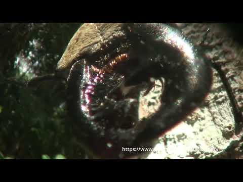 クワガタモドキを虫の目レンズで