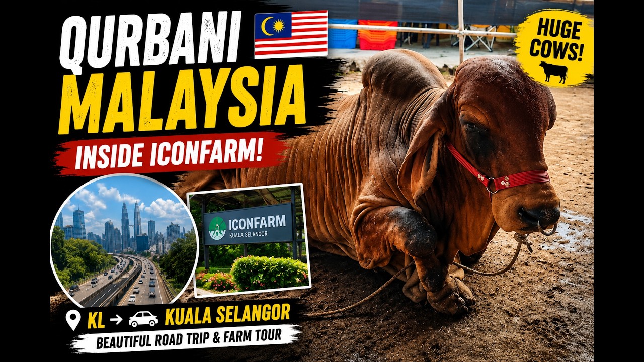 Qurbani 2026 in Malaysia 🇲🇾 | Road Trip Kuala Lumpur to Kuala Selangor Iconfarm